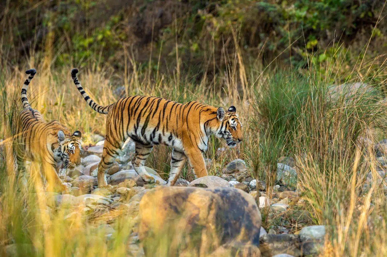 Tips for Visiting Jim Corbett National Park