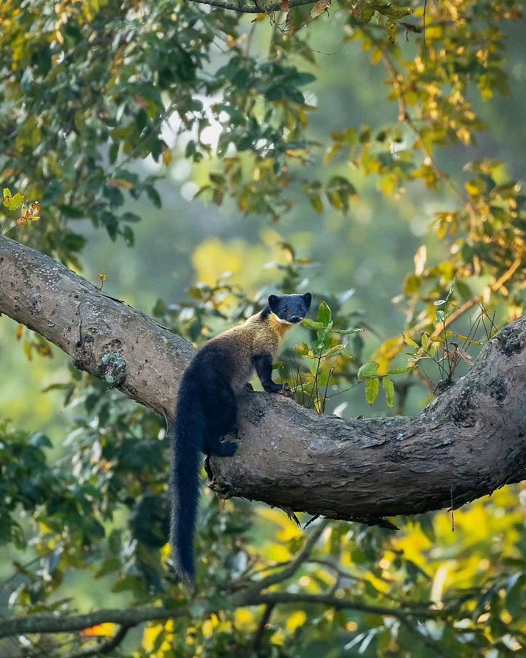 Why We Love Corbett