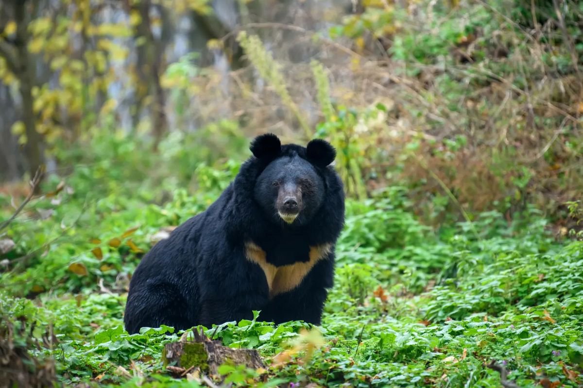 Best Places to Visit in Jim Corbett